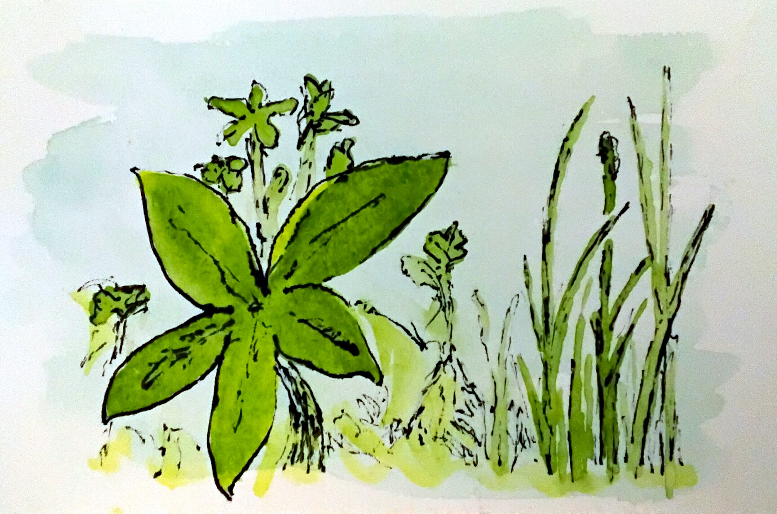Cover image for Plantata
